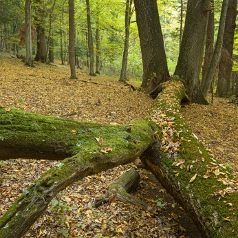 Parcul Natural Vânători - Neamț